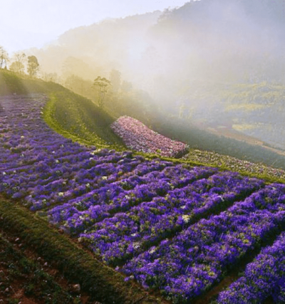 Tour Đà Nẵng Đà Lạt 4 ngày 3 đêm